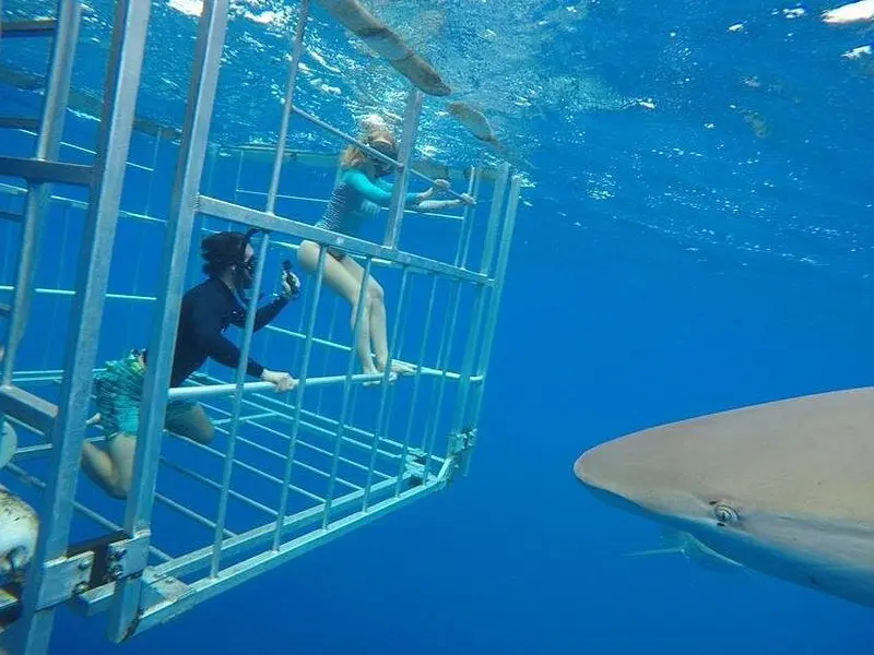 Related experience: Oahu Shark Dive on the North Shore