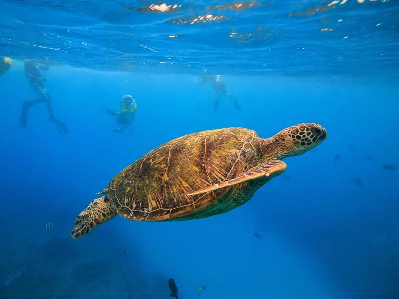 Waikiki Turtle Canyon Guided Snorkel: Turtle Guarantee on Oʻahu