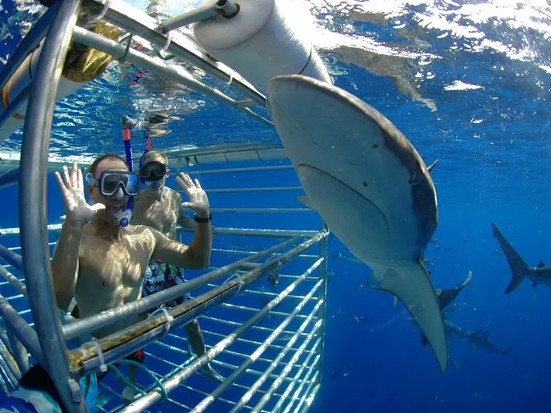 Related experience: Oahu: North Shore Shark Cage Diving