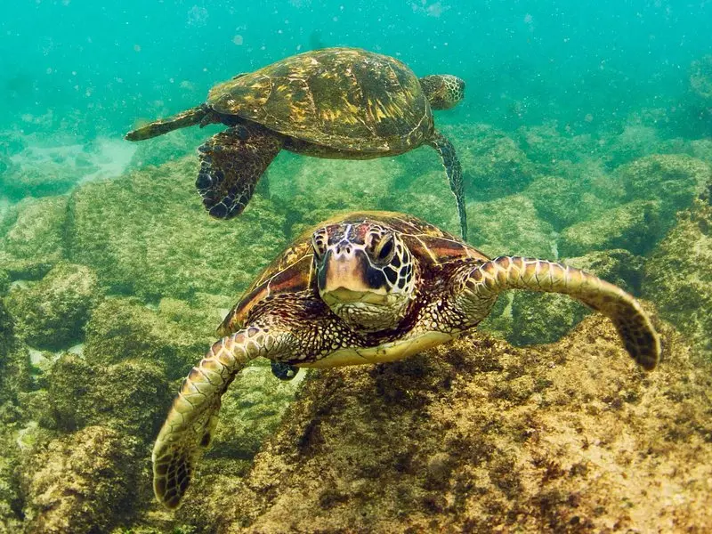 Related experience: Waikiki Beach Glass Bottom Boat Tour