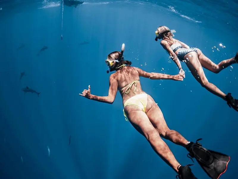 Oahu Open Water Shark Diving Experience on Oʻahu