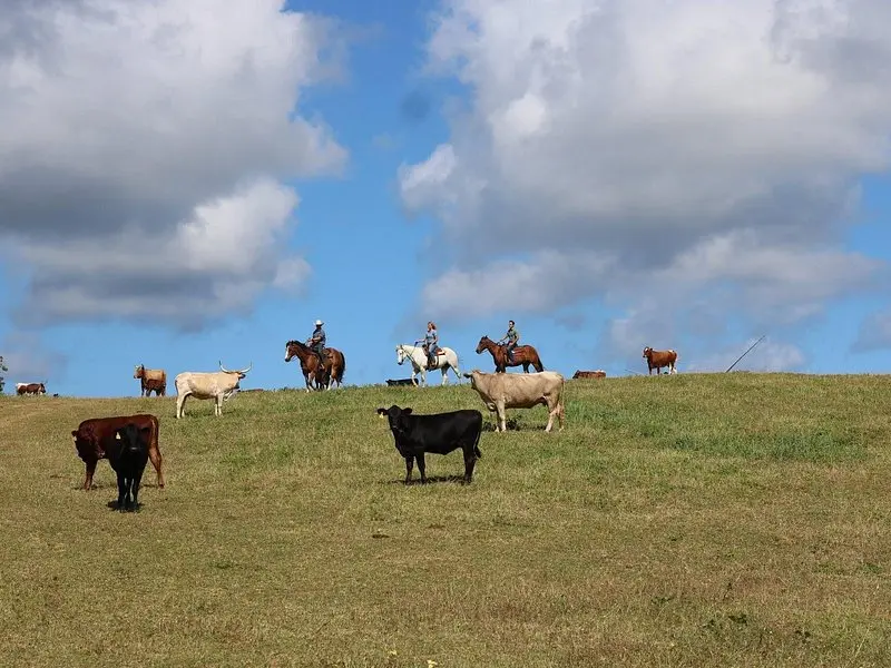 1 Hour Scenic Horseback Ride on Oʻahu