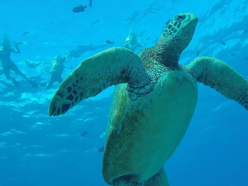 Hanauma Bay Guided Snorkel Tour (with guaranteed entrance time) on Oʻahu