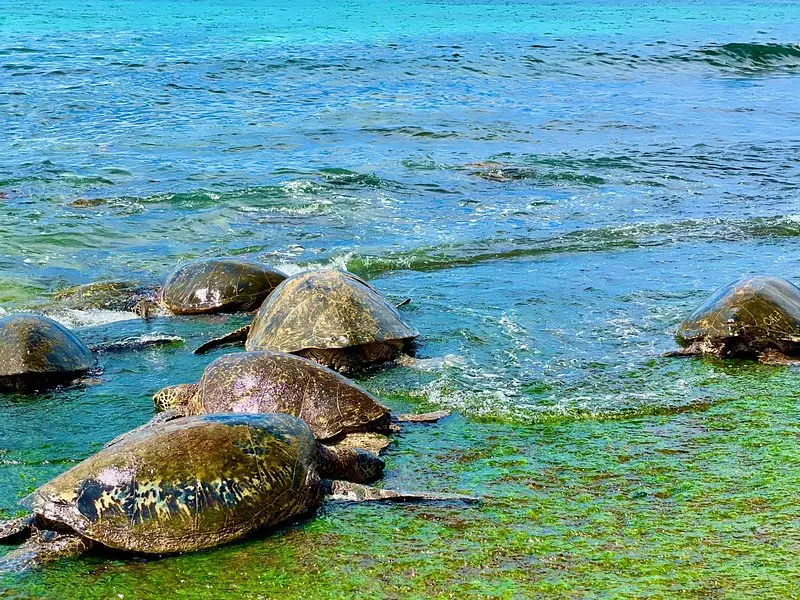 Related experience: Oahu Guided Circle Island Tour, Swim w/ Turtles, Dole, Blowhole