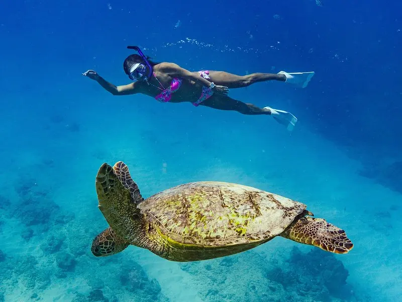 Snorkeling with Sea Turtles in Waikiki Hawaii Boat Tour on Oʻahu