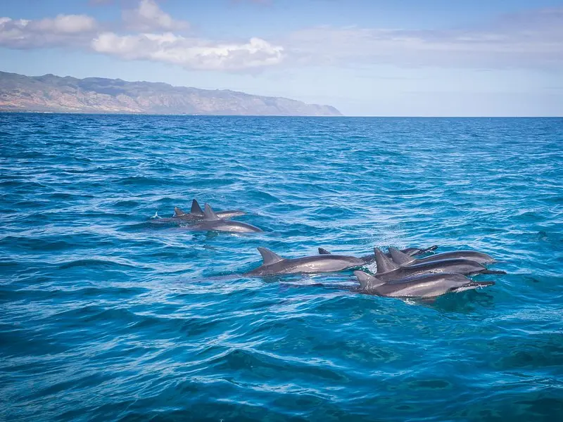Related experience: 1.5-Hour Guided Marine Life Tour