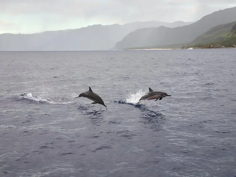 Related experience: West Oahu Dolphin Watch and Snorkel Sail with Lunch