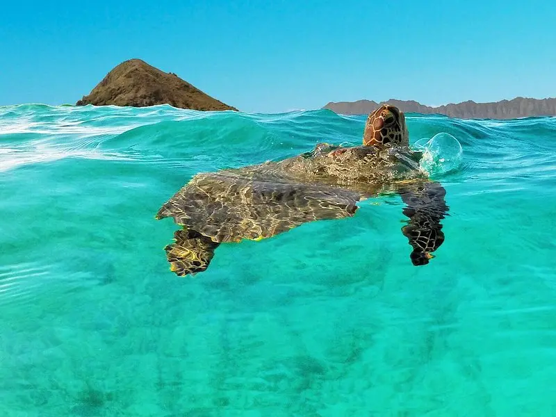 Self-Guided Kayaking Discovery in Kailua, Oahu on Oʻahu