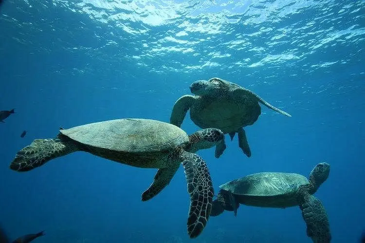 Waikiki: Turtle Canyon Noon Snorkel & Sail from Beach | Oahu on Oʻahu