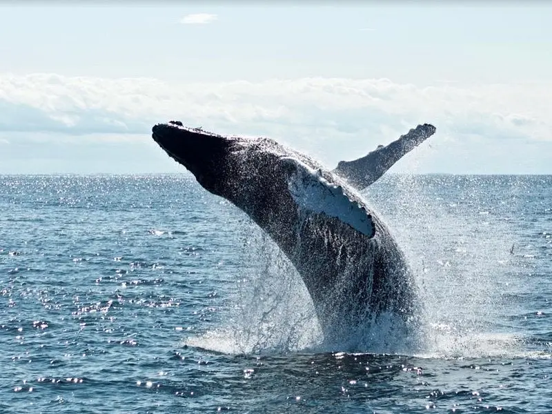 Related experience: Waikiki 2 Hour Whale Watching with Guaranteed Sightings on Oahu