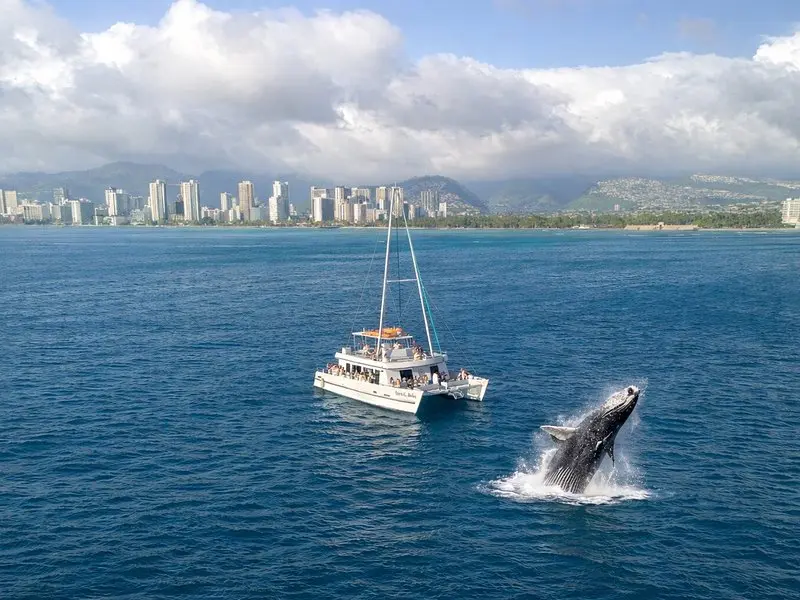2 Hour Waikiki Whale Watching Cruise from Oahu on Oʻahu