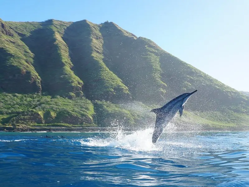 Dolphin Watch Cruise with Waterslide & Snorkeling on Oahu on Oʻahu