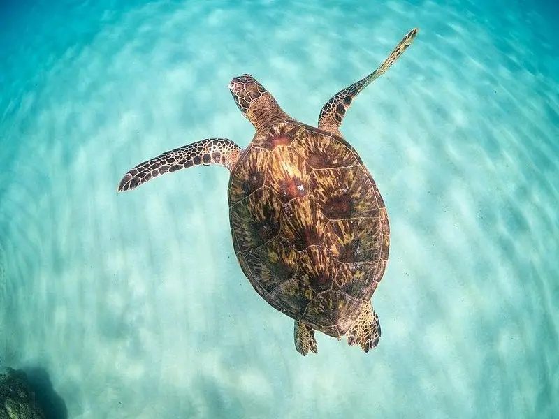 Full Day Oahu Circle Island -Turtle Beach Snorkel at North Shore on Oʻahu